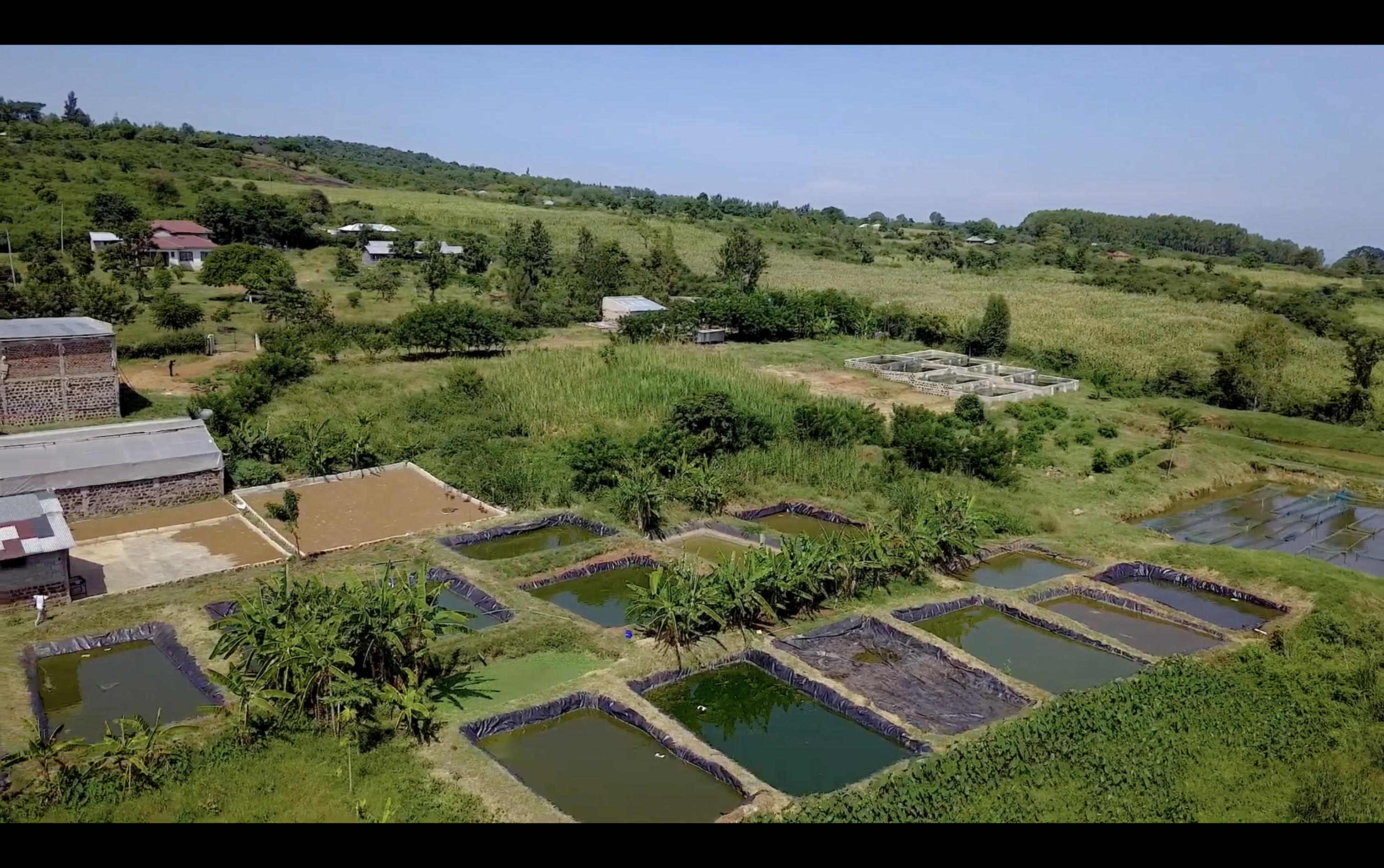 Aerial view of GreatLakes Feeds fish pond facility